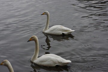 Obraz premium 厳しい寒さを避けて越冬で飛来地へと渡ってきた、美しい白い羽毛のオオハクチョウ