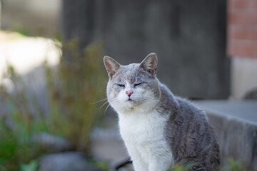 猫〜貫禄〜