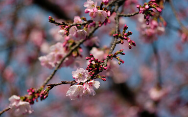 cherry blossom