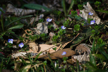 wild flowers in spring
