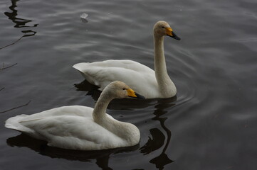 厳しい寒さを避けて越冬で飛来地へと渡ってきた、美しい白い羽毛のオオハクチョウ