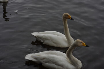 Fototapeta premium 厳しい寒さを避けて越冬で飛来地へと渡ってきた、美しい白い羽毛のオオハクチョウ
