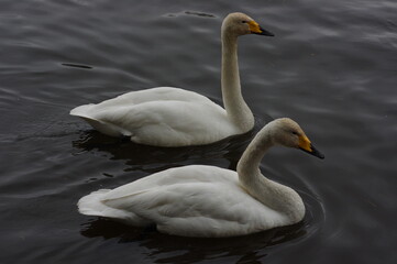 Naklejka premium 厳しい寒さを避けて越冬で飛来地へと渡ってきた、美しい白い羽毛のオオハクチョウ