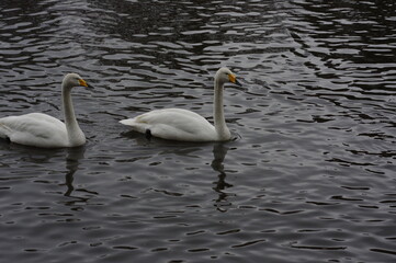 Naklejka premium 厳しい寒さを避けて越冬で飛来地へと渡ってきた、美しい白い羽毛のオオハクチョウ