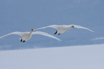 Whooper Swans in flight, Lake Kussharo in Hokkaido, Japan　オオハクチョウ　北海道屈斜路湖