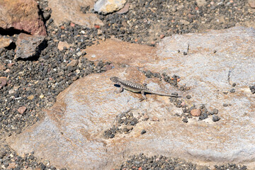 Lizard on the rock in the mountains
