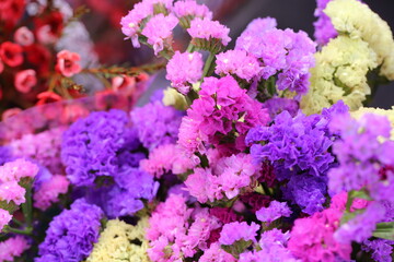 Pink limonium and green branches，Limonium sinense (Girard) Kuntze
