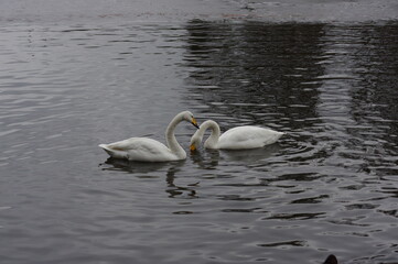 Obraz premium 厳しい寒さを避けて越冬で飛来地へと渡ってきた、美しい白い羽毛のオオハクチョウ