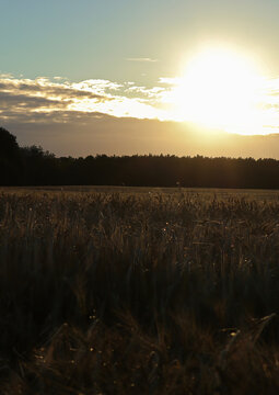 Vertical photo of a barley field at sunset