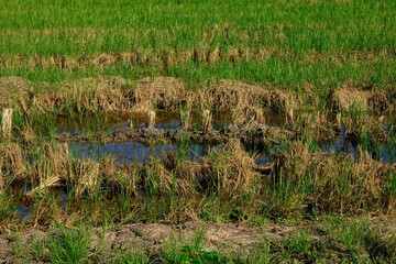 Young rice crop in the paddy field