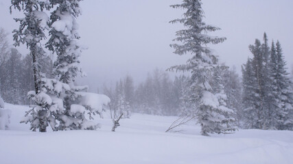 Winter snowfall in the forest, lovely snowy Christmas morning with falling snow. Christmas background. Snow covered trees. Winter landscape. Snow covered trees.