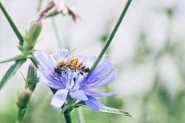 bee on a flower
