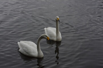 Obraz premium 厳しい寒さを避けて越冬で飛来地へと渡ってきた、美しい白い羽毛のオオハクチョウ