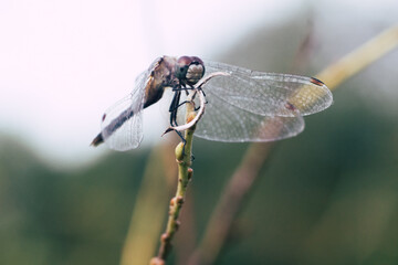 close up of dragonfly