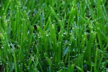 Fototapeta na wymiar Wet Grass