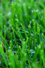 Fototapeta na wymiar Wet Grass