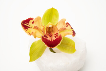Beautiful fresh green orchid on white background