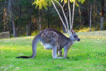 Mother kangaroo with baby Joey