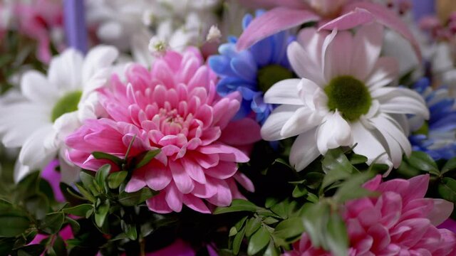 Bright, Lush Bouquet of Multicolored Chrysanthemums, Daisies. 4K. Slow-motion