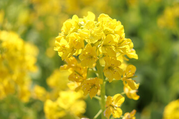 菜の花 アブラナ 花畑 黄色 春 美しい かわいい きれい 鮮やか 可憐