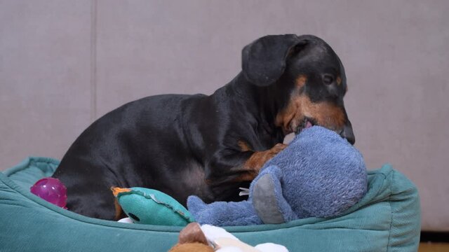 Cute dachshund plays with soft toy in pet bed. Naughty dog has stolen favorite plaything of child and is furiously chewing on it while pinning it with paw.