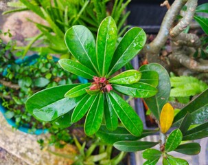 Japanese frangipani plant photo, scientific name is Adenium obesum