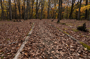 千手ヶ浜～西ノ湖の道