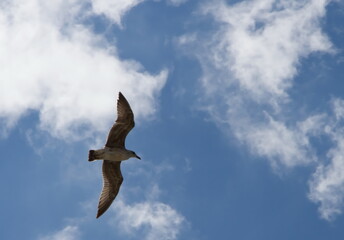 Black Sea gull in the sky over the sea summer