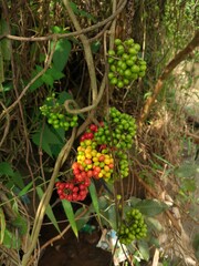 photo of wild fruit that usually grows around the riverside