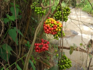 photo of wild fruit that usually grows around the riverside