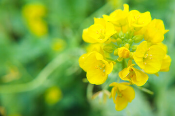 なのはな 菜の花 春 黄色 春 美しい かわいい きれい 満開 花 グリーン 穏やか