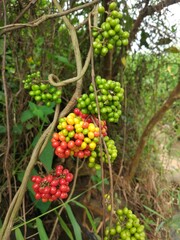 photo of wild fruit that usually grows around the riverside