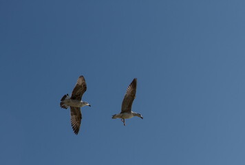 Black Sea gull in the sky over the sea summer