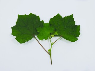 leaf isolated