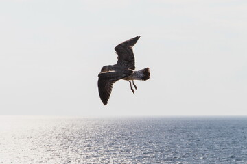 Fototapeta na wymiar Black Sea gull in the sky over the sea summer