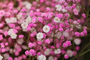 Blooming cone stone flower and green leaves，Gypsophila paniculata