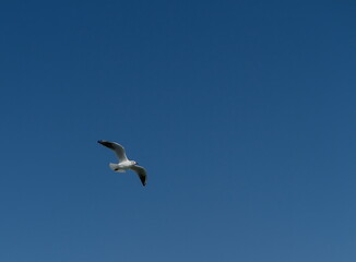 Black Sea gull in the sky over the sea summer