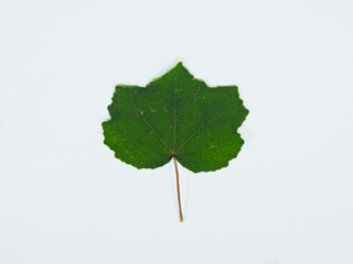 Pulutan leaf photo