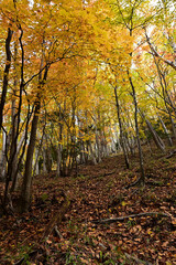 小田代原～西ノ湖への道（奥日光）