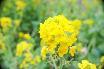 菜の花 アブラナ 花畑 黄色 春 美しい 満開 きれい イエロー 穏やか 