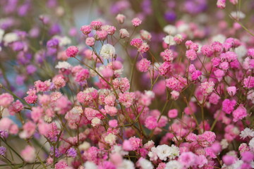 Blooming cone stone flower and green leaves，Gypsophila paniculata