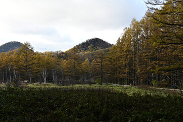 小田代原（奥日光）