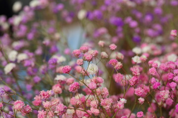 Blooming cone stone flower and green leaves，Gypsophila paniculata
