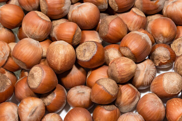lots of natural hazelnuts in shell