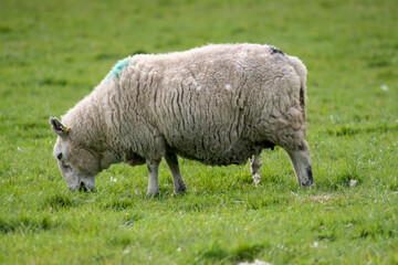 sheep and lamb Scotland