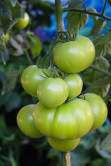 Close up green tomatoes hanging on tree in vegetables garden background