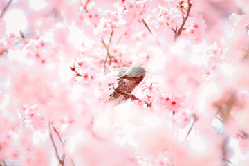河津桜と鳥