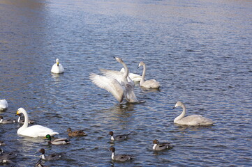 厳しい寒さを避けて越冬で飛来地へと渡ってきた、美しい白い羽毛のオオハクチョウと水辺のアイドル可愛いシルエットの鴨