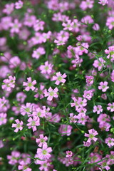 Fototapeta premium Blooming cone stone flower and green leaves，Gypsophila paniculata