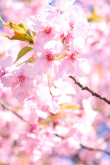 Fototapeta na wymiar サクラ 満開 春 ピンク 淡い かわいい 花見 美しい 幻想的 きれい 入学 卒業 新生活